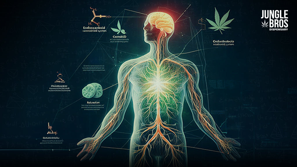 Desde el Dispensario: Beneficios Médicos del Cannabis